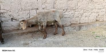 баран самка: Продаю | Овца (самка) | Для разведения | Ярка — 5