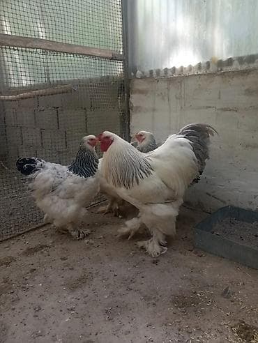 Продаю цыплят от элитной чистокровной светлоголубой брамы гигант
