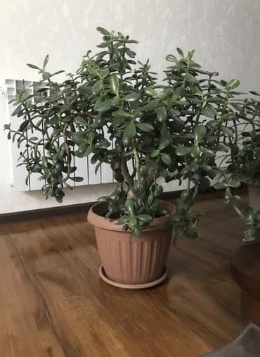 Продаю комнатные цветы!!!