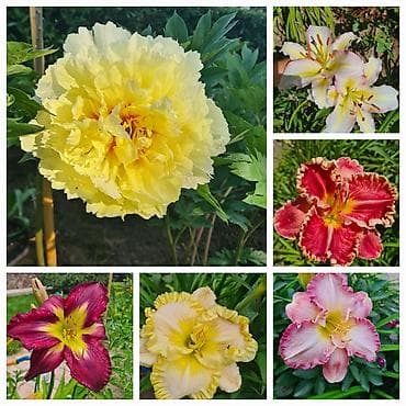 лилейники: Многолетние лилейники (Hemerocallis) — коллекционные сорта для сада и — 1