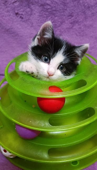 один мальчик и два котёнка: БЕСПЛАТНО! Котята 1,5 месяца, черно-белые мальчики и девочка пантера — 3
