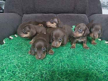 русская спаниель: Щенки таксы, гладкошерстная мини. Окрас: шоколад с подпалом. На фото — 7