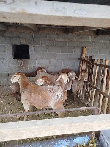 кой козусу: Продаю | Овца (самка) | Арашан | Для разведения | Матка — 7