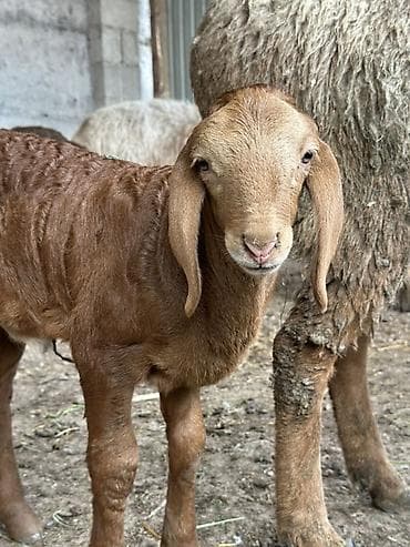 бакал жугору: Сатам | Козу | Гиссар | Союуга — 2