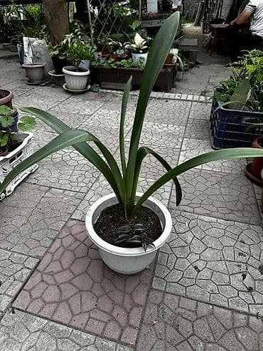 кызыл алма: Комнатное растение в горшке — крупный луковичный амариллис/гиппеаструм — 1
