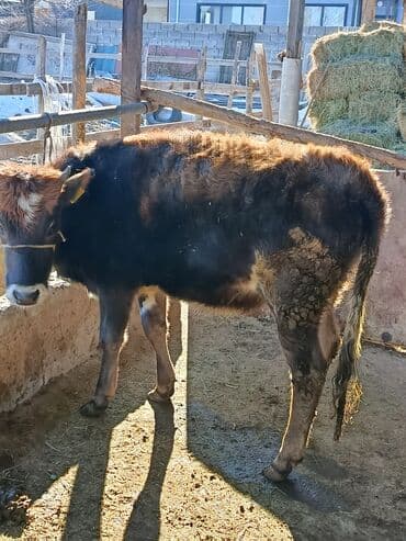 британская кошка цена бишкек: Продаю | Тёлка | На забой | Привязанные — 8