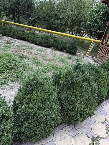 черный яшик: Самшит вечнозелёный (Buxus sempervirens) — взрослые кусты для живой — 5