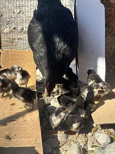 пиявка бишкек: Сатам | Тооктор, Балапандар | Көбөйтүү үчүн — 3