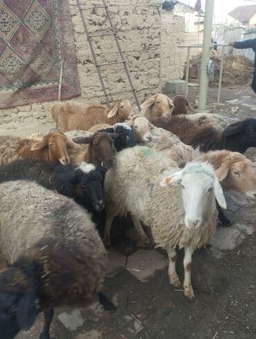 Кошки: Продаю | Овца (самка) | Полукровка | Для разведения | Матка — 2