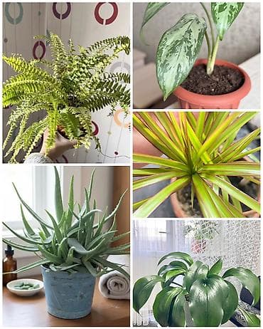 Цветы комнатные Цена договорная, предлагайте свою цену ! Алоэ вера