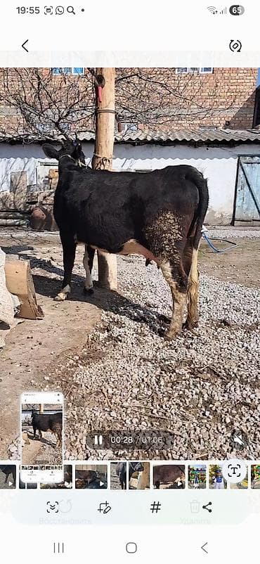 Продаю | Корова (самка) | Полукровка | Для молока | После отела at lalafo.kg Продаю | Корова (самка) | Полукровка | Для молока | После отела