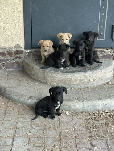 ОТДАДИМ В ХОРОШИЕ РУКИ Щенки метисы среднего размера Описание: -