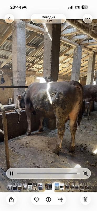 животные собаки: Продаю | Бык (самец) | Швицкая | На откорм | Привязанные — 1