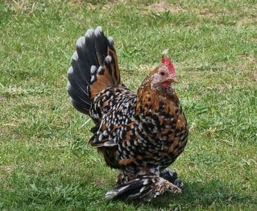 цена голубей: Связи с переездом продаю рабочую пару Мильфлёр фарфор чистокровные — 5