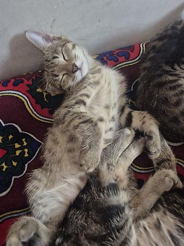 Животные: 🐾 Полосатые котята-табби в добрые руки Ищут дом очаровательные — 1