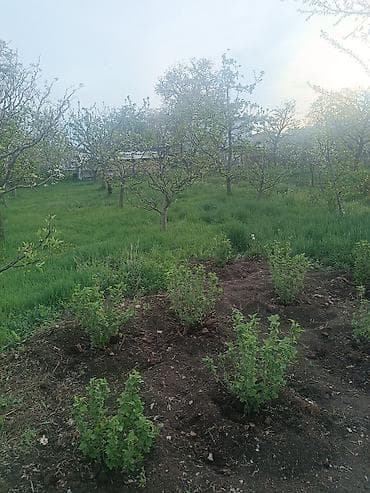 көк жар дом: Дом с большим участком и хозяйственными постройками - Жилой дом с — 5