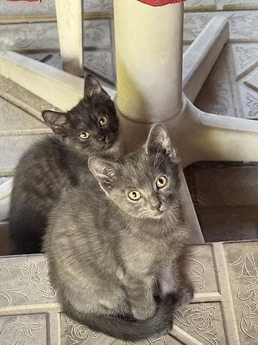 котят даром: 2 месяца, Мальчик, Проглистована — 1
