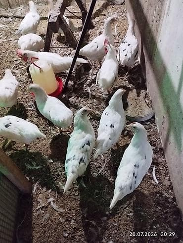 кой романовский: Продаю курочек 3 месяца хай лайн соня. 14 штук. и леггорн 10 - — 2