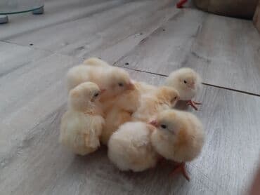 наполнитель для животных: Продаю | Цыплята, Инкубационные яйца | Кучинская, Суссекс | Для разведения, Несушки — 9
