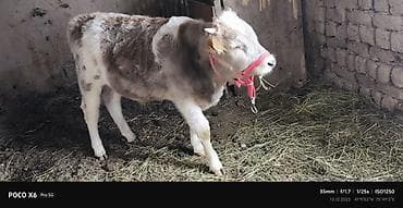 мультипу собака: Продаю | Тёлка | Полукровка | На откорм | Привязанные — 1
