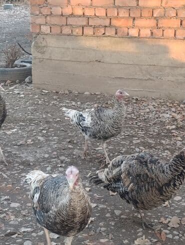 собака алабай: Продаю | Индюшка (самка) | Для разведения | Племенные — 9