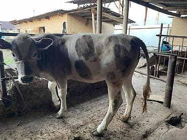 породистые бычки: Продаю | Тёлка | На откорм | Привязанные — 2