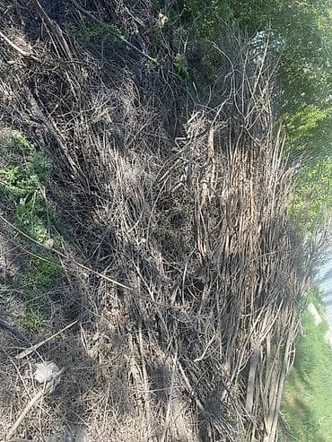 Дрова at lalafo.kg Дрова