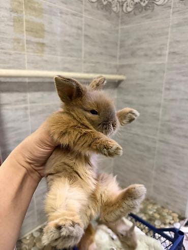 кошки каракол: Кролик с окрасом, сочетающим белый и светло-коричневый цвета. Обладает — 4