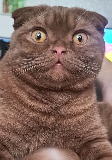 питомник сфинксов бишкек: Скотиш Фолд (Шотландская вислоухая), 1 год, Мальчик, Шоколадный, Приучена к лотку — 1