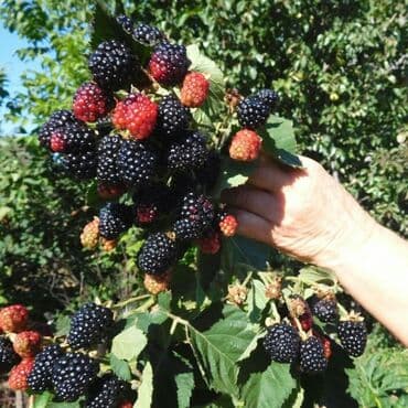 купить саженцы карликовых плодовых деревьев: Ежевика — 2