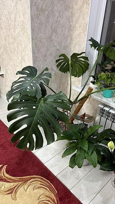 Канцтовары: Монстера делициоза (Monstera deliciosa) в напольном кашпо. - Крупное — 1