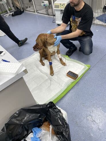 породистые собаки ищут дом: Ветеринарная cлужба для животных.🐱🐶 Вашему питомцу нужна забота и — 1