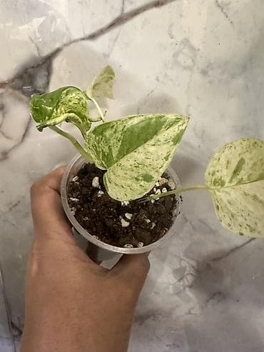 мишка с пледом: Комнатные растения — коллекционные лианы 1) Потос (Epipremnum aureum) — 8