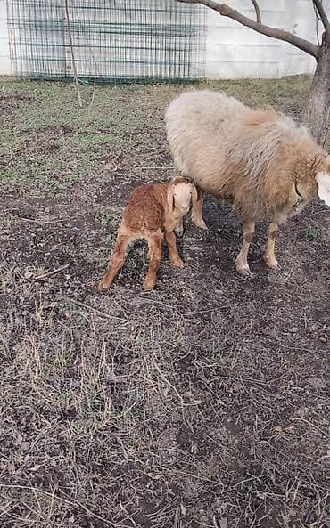 ат аренда: Продаю | Баран (самец) | Полукровка | Матка — 5