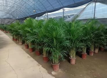 мандарин дерево: Пальмы Дипсис Монстеры, Бадьян Аннисовый,Корица, Стрелиция — 1