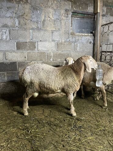 продажа кормов для сельскохозяйственных животных: Продаю | Баран (самец) | Арашан | Для разведения | Племенные — 2