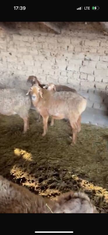 Трансформатор майы: Сатам | Ургаачы кой (ургаачы), Козу | Аргын | Көбөйтүү үчүн | Бооз, Ургаачы — 3