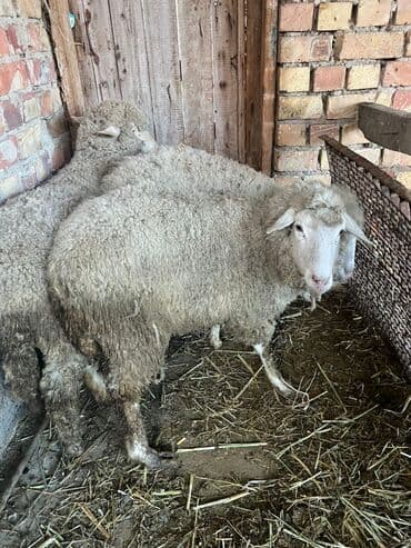 дом животных: Продаю | Овца (самка) | Меринос | Матка — 1