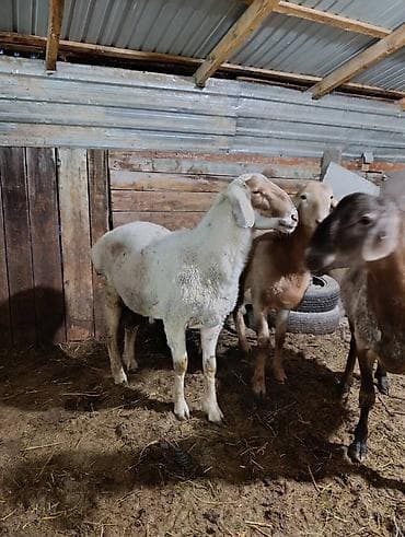 кот для вязки: Продаю | Баран (самец) | Полукровка | На забой — 1