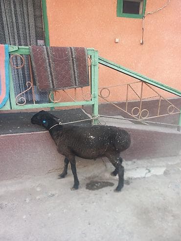 цена пшеницы в бишкеке 2022: Продаю | Ягненок | На забой — 5