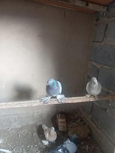 тай бука: Голуби декоративные, порода «мохноногие» (перьевые «валенки» на — 1