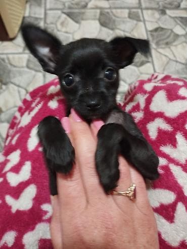 мальтипу купить: Чихуахуа, 2 месяца, Самка — 3
