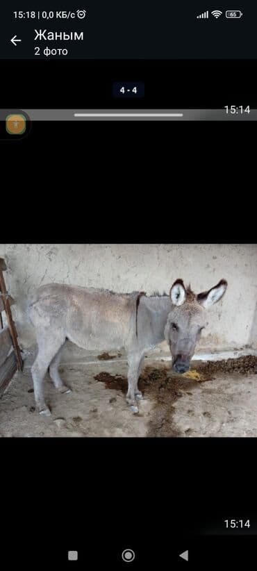 Осёл (серый, короткошёрстный) - Вид: домашний осёл - Окрас