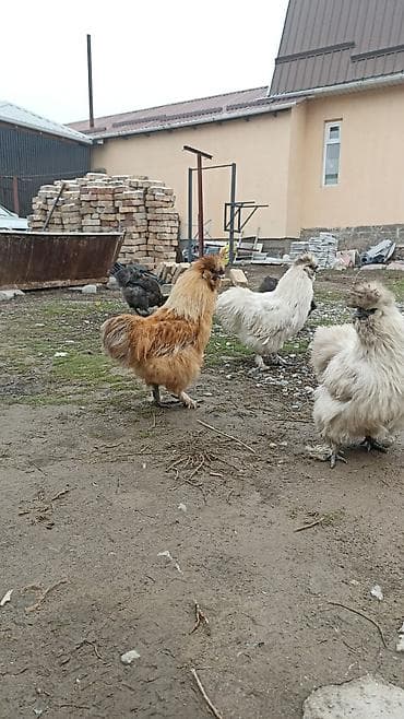 фазан сколько стоит: Продаю | Петух | Для разведения — 2