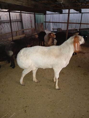 собаки в добрые руки: Продаю | Баран (самец) | Для разведения | Осеменитель — 1