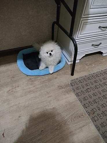 шпицы цена: Шпиц, 3 месяца, Самец, С родословной — 5