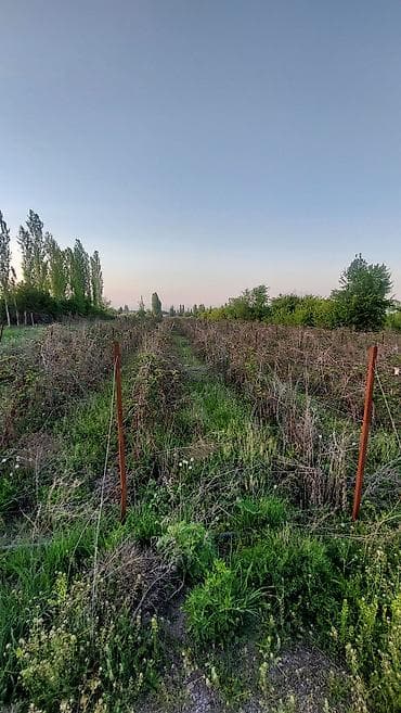 дом арча бешик: 120 соток, Бизнес үчүн, Сатып алуу-сатуу келишими — 8