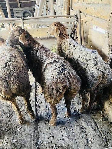 куда отдать кошку бишкек: Продаю | Овца (самка) | Для разведения — 1