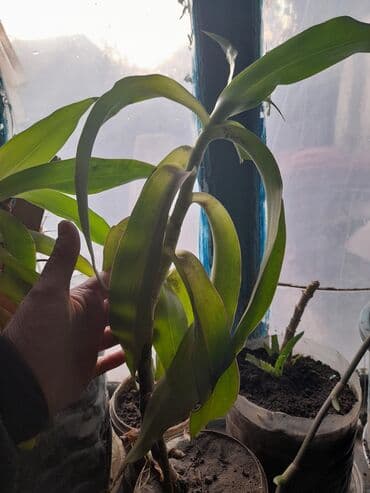 сулукта уголь: Продается золотой ус 200 с-за 1 горшок.в наличии 2 горшка. Есть — 2