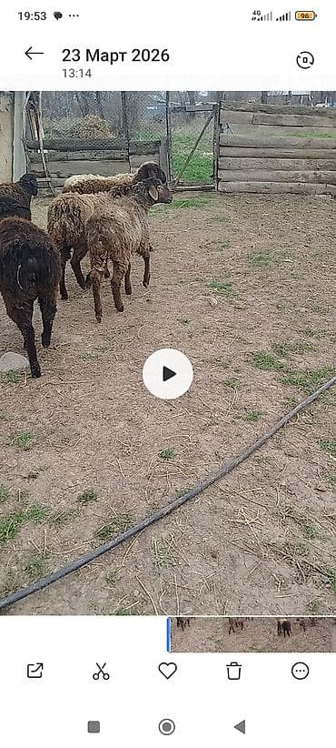 овец: Продаю | Ягненок | Полукровка | Для разведения | Племенные — 4